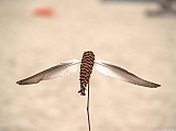 Cervia 2011-159